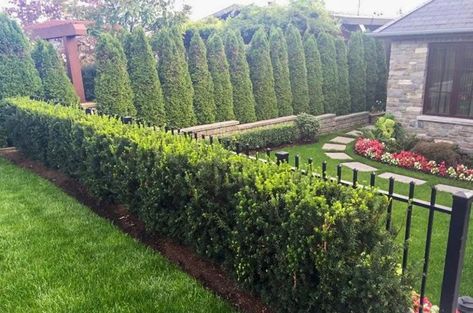 Evergreen Shrubs For Shade | Top 17 Choices — PlantingTree.com Privacy Trees Fast Growing, Hicks Yew, Yew Shrub, Shade Shrubs, Privacy Hedge, Privacy Trees, Privacy Landscaping, Garden Shrubs, Fence Landscaping