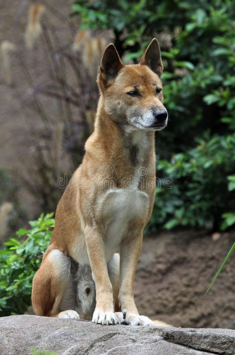 Singing Dog, Carolina Dog, Rare Dogs, Deer Photos, Wild Dog, Australia Animals, Dog Poses, Animal Study, Australian Animals