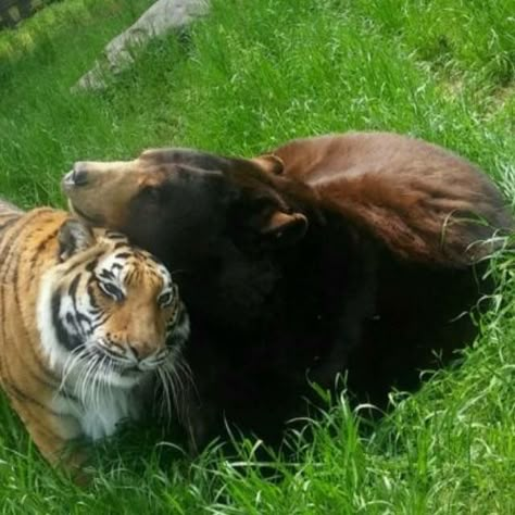 Tiger And Bear, Noahs Ark Animals, Bear Photos, Bear Pictures, Animal Sanctuary, Love Bear, Silly Animals, Cute Animal Photos, Animal Photo