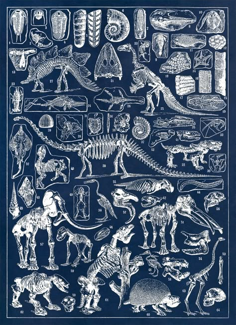 Fossil Poster, Paleontology Chart Featuring Many Species Of Fossils. Circa 1800s AM51 DETAILS * Sprayed with a protective coating to shield from UV Rays, dust and moisture. * Printed on a smooth enriched archival paper with a matte finish. * Printed to order using archival pigmented inks on acid free materials. PRINT SIZE + CUSTOMIZATION * Print is borderless, if you require extra border just ask. * If you require a size not listed please don't hesitate to ask. * Our goal is to provide you with Paleontology Room Decor, Dinosaur Fossil Wallpaper, Fossil Poster, Fossil Wallpaper, Paleontology Aesthetic, Fossil Illustration, Skeleton Diagram, Fossil Art, Animal Skeleton