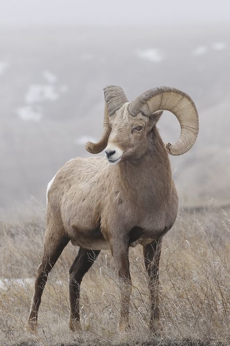 Lovers Animation, Lover Anime, Eyes Photography, Big Horn Sheep, Amazing Animal Pictures, Mounting Board, Animal Study, Pretty Animals, Majestic Animals