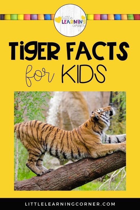 These fun and interesting tiger facts for kids are great for your non-fiction animal lessons and activities. Animal facts for kids... #tigers #factsforkids Tiger Habitat Project For Kids, Tiger Facts For Kids, Tiger Activities, Horse Facts For Kids, Leopard Facts, Tiger Habitat, Animal Facts For Kids, Tiger Facts, Tiger Species