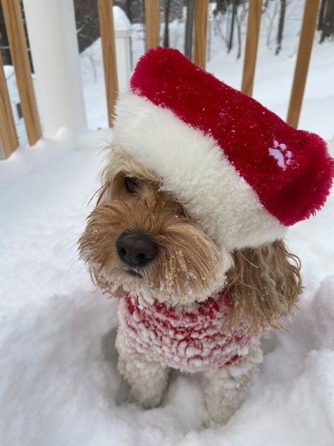 Christmas Aesthetic Puppy, Dogs In Snow Aesthetic, Dogs In Christmas Outfits, Christmas Dog Aesthetic, Christmas Dog Pfp, Christmas Aesthetic Dog, Aesthetic Christmas Pfp, Christmas Photoshoot With Dog, Christmas Snow Aesthetic