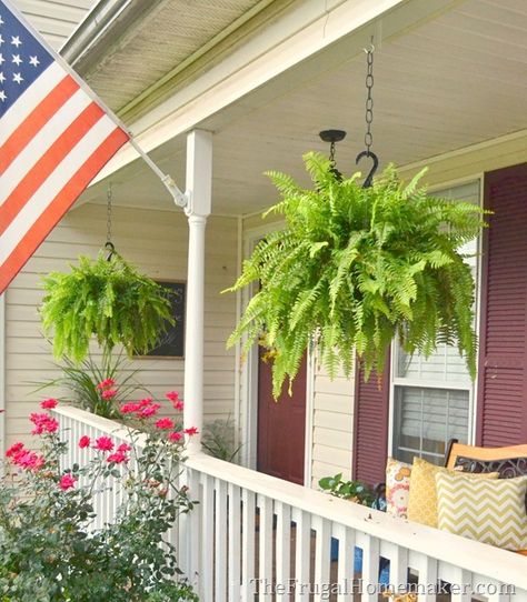 How to keep your ferns green and growing even in the summer heat Front Porch Hanging Ferns, Ferns Hanging On Front Porch, Hanging Ferns On Porch, Fake Ferns On Front Porch, Ferns On Front Porch, Southern Front Porch Ideas, Outdoor Ferns, Water Ferns, Pot Fillers