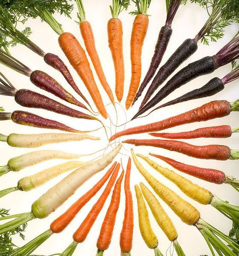 carrot color wheel Carrot Colour, Growing Carrots, When To Plant Vegetables, Rainbow Carrots, Daucus Carota, Have Inspiration, Natural Lifestyle, Slow Food, Flowers Garden