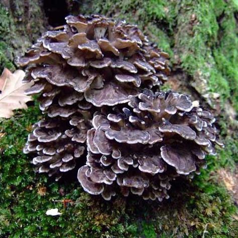 Maitake Mushroom Extract Powder Hen Of The Woods, Japanese Medicine, Growing Mushrooms At Home, Mushroom Spores, Maitake Mushroom, Wild Mushrooms, Dark Places, Planting Seeds, Herbal Medicine