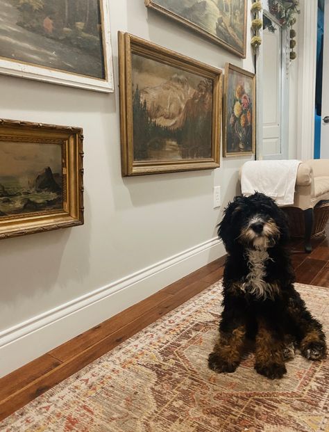 Bernedoodle Aesthetic, Mini Bernedoodle Full Grown, Arch Entryway, Mini Bernedoodle, Bernedoodle Puppy, Love And Affection, Back Road, All Grown Up, I Trust