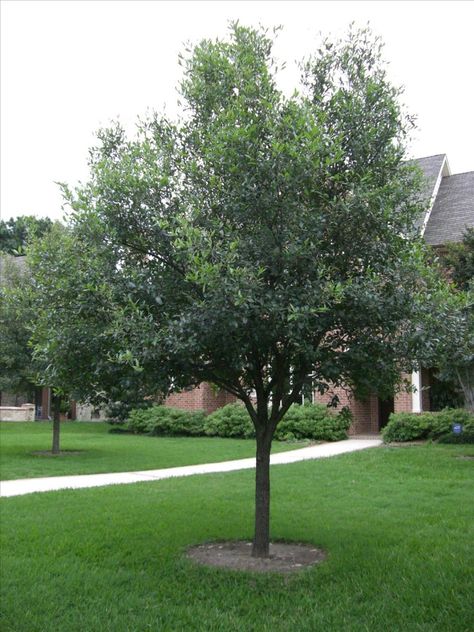 Quercus Virginiana, Oak Tree Pictures, How To Remove Grass, Oak Trees Landscaping, Live Oak Tree, White Oak Tree, Majestic Tree, Tree Pictures, Bermuda Grass