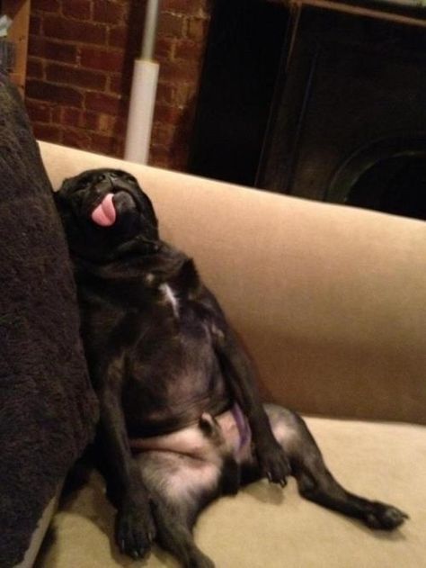 This takes an extra level of derp to achieve as you have to be comfortable with passing out in a humanlike position.  Source: i.imgur.com Puppy Bowls, Love My Dog, Black Pug, 웃긴 사진, Cute Pugs, Pug Love, Sleeping Dogs, Cane Corso, Pug Life