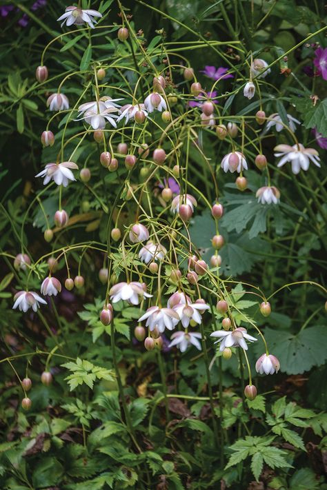 Shade Dry Plants, Shade Woodland Garden, California Shade Garden, Evergreen Shade Plants, Shade Loving Plants Uk, Deep Shade Plants, Shade Garden Design Layout, Wellbeing Garden, Astilboides Tabularis