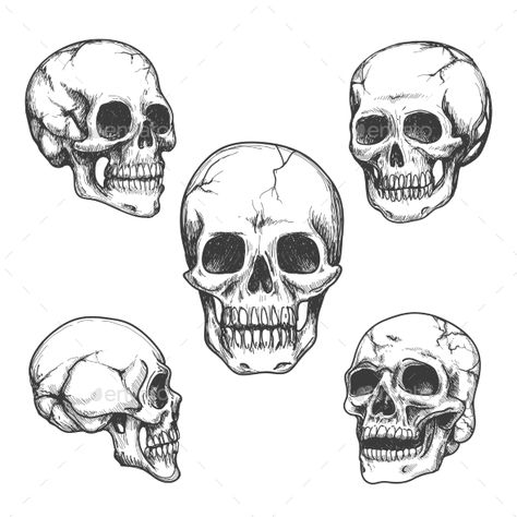 Hand drawn skulls. Skull vector Illustrations set Skull Side View, 4 Drawing, Side View Drawing, Skull Icon, Skull Reference, Skull Sketch, Skeleton Face, Skeleton Drawings, Skulls Drawing