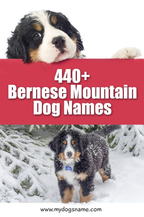 Female Bernese Mountain Dog, Bordernese Dog, Bernedoodle Names, Bernice Mountain Dog, Burmese Mountain Dog Puppy, Mini Bernese Mountain Dog, Bernese Mountain Dog Names, Tough Dog Names, Great Swiss Mountain Dog