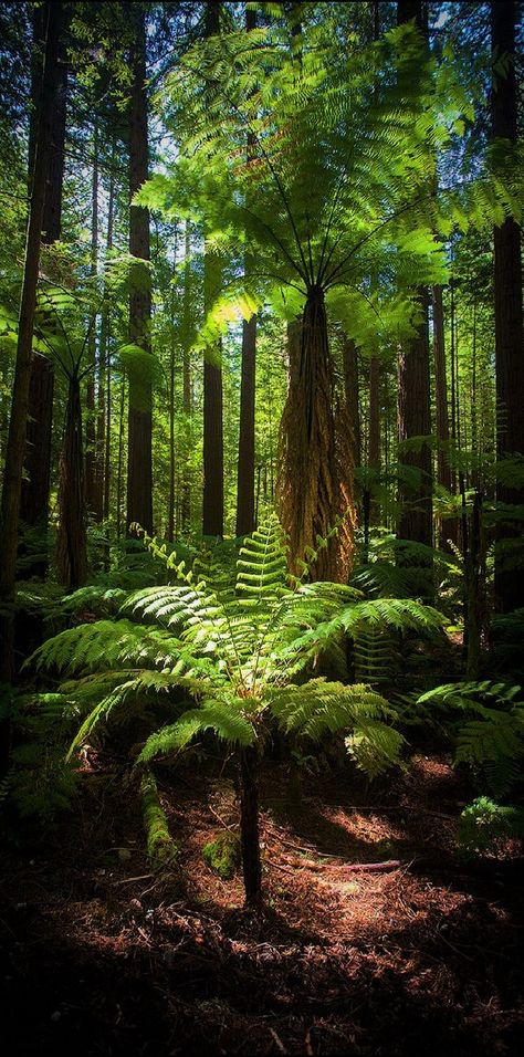 The New Zealand native bush Fern tree Nz Native Trees, New Zealand Bush, New Zealand Forest, Fern Photography, New Zealand Fern, Bush Photography, Hex Removal, Spells Protection, Australia Tasmania