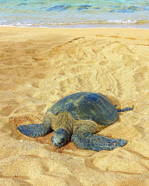 Green sea turtles hatch again at PMRF | The Garden Island Sea Turtles Hatching, Sea Turtle Nest, Turtle Hatching, Hawaiian Sea Turtle, Garden Island, Green Sea Turtle, Deep Blue Sea, Save Animals, U S Navy