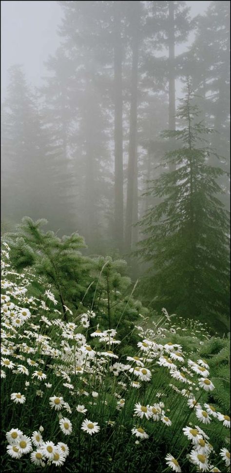 Landscape Edging Stone, Matka Natura, Foggy Day, Landscape Edging, Landscape Photography Nature, Tall Trees, Pine Trees, Enchanted Forest, 그림 그리기