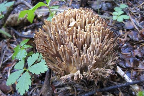 Coral mushrooms, also known as crown-tipped coral, are one of the most visually exotic wild mushrooms around. They're in season from June to September and are only available as a foraged fungi. You can sometimes buy them in specialty grocery stores, but they are more commonly found at farmer’s ... Eatable Plants, Coral Mushroom, Wild Mushroom Recipes, Edible Wild Mushrooms, Caramelized Bacon, Foraging Recipes, Edible Wild Plants, Garden Mushrooms, How To Cook Mushrooms