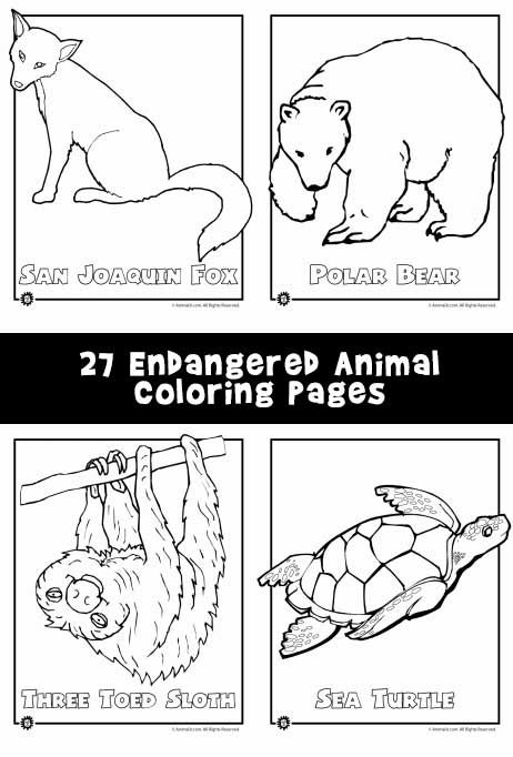 Coloring is a very easy way to incorporate art into learning about endangered animals with young kids. Endangered Species Activities, Endangered Animals Activities, Endangered Animals Project, Coloring Pages Animals, Endangered Species Art, Animal Activities For Kids, Animals Coloring Pages, Rainforest Animals, Albino Animals