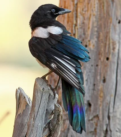 Magpie Tattoo, Magpie Art, Colorful Wings, Black And White Birds, Animal Reference, Animal References, Bird Cards, Arte Inspo, Fence Post