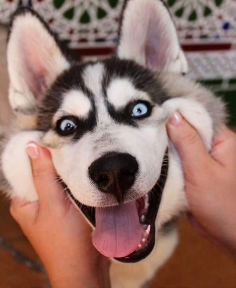 Siberian Husky Funny, Funny Husky, Cute Husky Puppies, Wolf Husky, Husky Photos, Husky Funny, Cute Husky, Siberian Husky Dog, A Husky