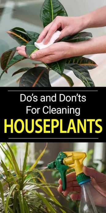 Learn how to clean plant leaves, proper leaf cleaning helps keeps plants healthy, enhances their appearance, reduces pests and diseases [DETAILS] Tanaman Pot, نباتات منزلية, Household Plants, Plant Care Houseplant, Clean Cleaning, Indoor Plant Care, Inside Plants, Best Indoor Plants, Decoration Plante