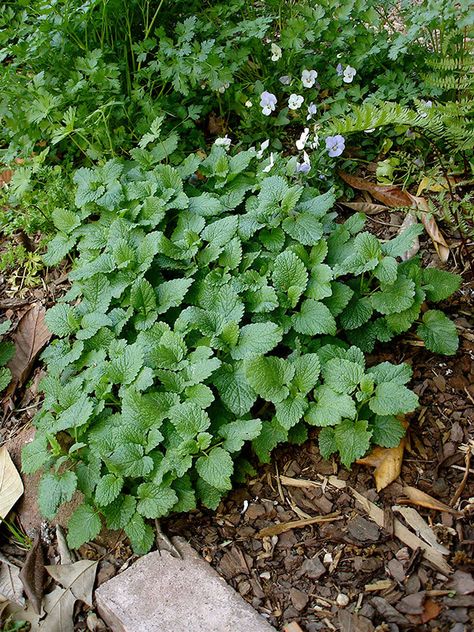 Growing Lemon Balm, Lemon Balm Plant, How To Grow Lemon, Mosquito Repelling Plants, Herbal Plants, Lemon Basil, Growing Tips, Lavender Plant, Tea Garden