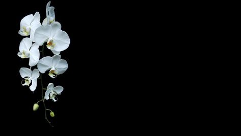 White Flower Wallpaper, Black Flowers Wallpaper, Orchid Wallpaper, Flowers Black Background, Hd Flowers, Macbook Air Wallpaper, White Background Wallpaper, Black Background Wallpaper, Black Phone Wallpaper