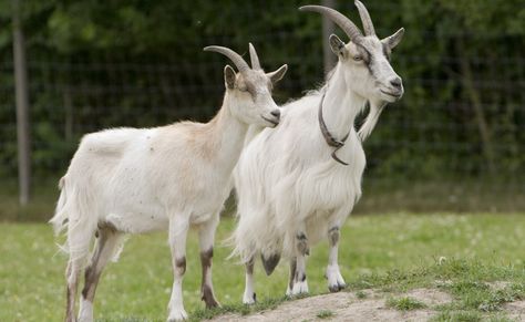 A newly identified pheromone in male goat odor provides a clue to what makes a female goat hot to trot. ~~ Mats Lindh/Flickr (CC BY 2.0) Alpine Goats, Female Goat, Farm Images, Raising Goats, Goat Farming, Mountain Goat, Farm Yard, Dog Life, Farm Animals