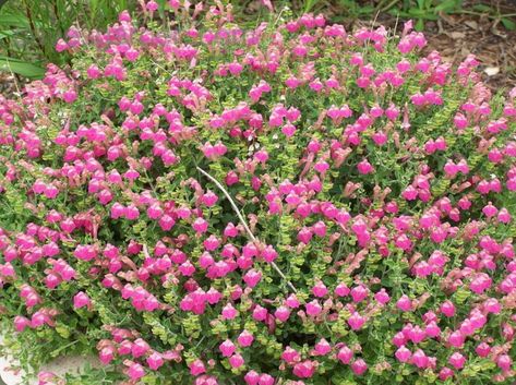 Pink Texas, Texas Landscaping, Plant Palette, Texas Plants, Texas Native Plants, Full Sun Perennials, Texas Gardening, Pink Skull, Garden Pests