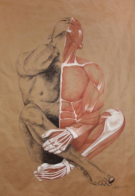 Original Art , Male Figure – Muscle Study – Labeling in Charcoal & Conte “MUSCLE MAN” by Marcy Ann Villafaña  “MUSCLE MAN” 43″ x 51″  Charcoal and Conté  2013  Exhibited in one show only and sold to Private Austin Collector  now only available in limited edition prints  upon requests  www.VillafanaArt.com  #villafanaart Muscle Study, Animal Art Projects, Human Body Art, A Level Art Sketchbook, Art Male, Muscle Man, Art Men, Man Illustration, Figurative Artists