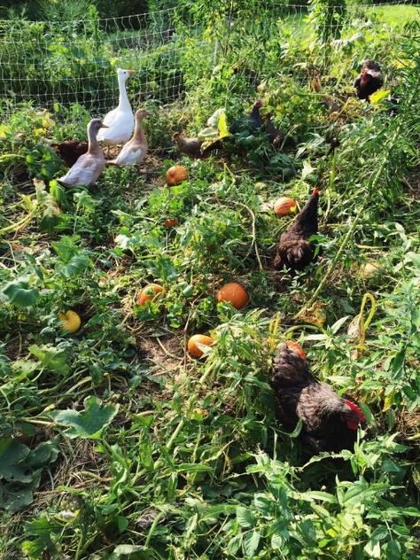 Using the Permaculture Approach for Your Chicken Flock - Abundant Permaculture Chicken Permaculture, Permaculture Homestead, Leaf Mulch, Compost Mulch, Chicken Flock, Chicken Manure, Chicken Tractor, Permaculture Design, Food Forest