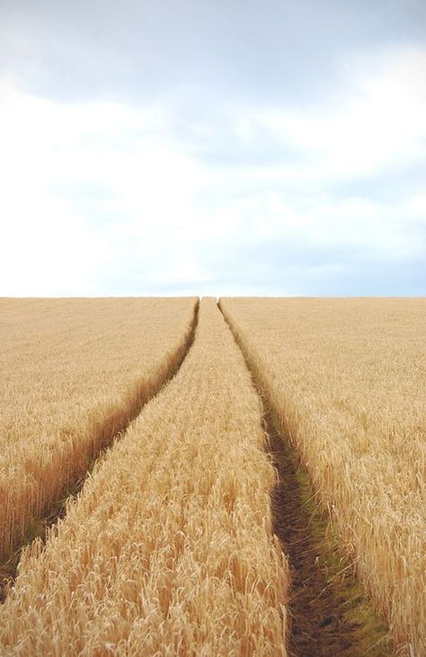 The heartland lies where the heart longs to be. Sometimes it takes a lifetime to find the true place to plant it. ~ Vera Nazarian, The Perpetual Calendar of Inspiration Fields Of Gold, Jaime Lannister, Belle Nature, Wheat Field, Wheat Fields, Crop Circles, Arya Stark, Land Of The Free, Alam Yang Indah