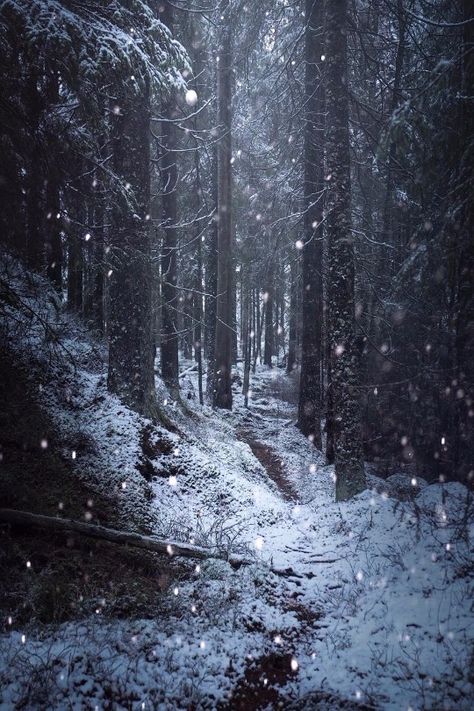 Snow Valley, Snowy Forest, Mystical Forest, Fantasy Forest, Dark Pictures, Dark Winter, Fantasy Castle, Fantasy Places, Winter Scenery