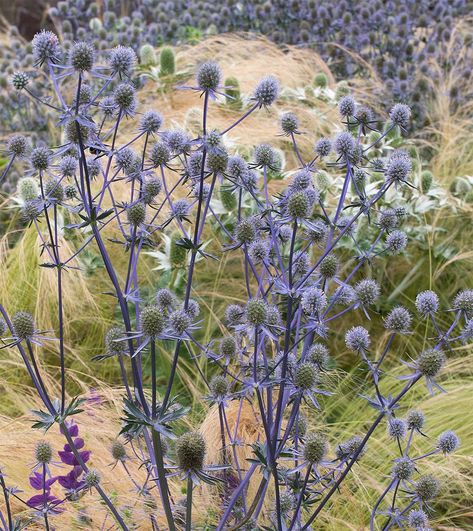 Bloom photo of Sea Holly (Eryngium planum 'Blue Glitter') uploaded to Garden.org by Calif_Sue Eryngium Planum, Mediterranean Theme, Orchard Garden, Holly Blue, Sea Holly, Plant Identification, Attract Butterflies, Sun And Water, Rooftop Garden