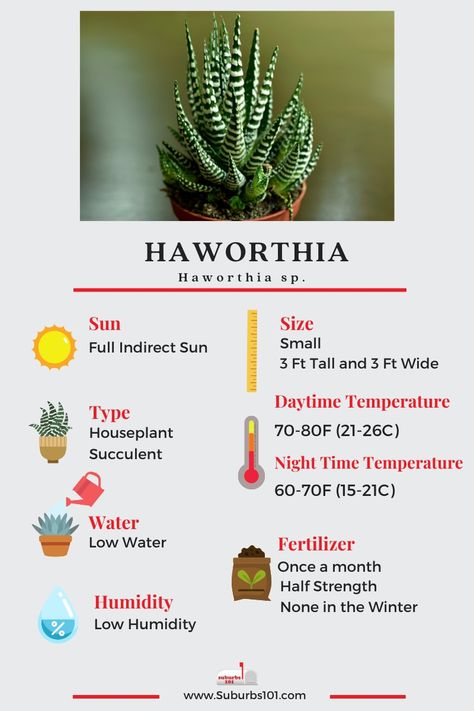 7 Tips on How to Care for Your Haworthia Plant (Infographic) Plant Infographic, Inside House Plants, Cactus House Plants, Succulent Potting Mix, Indoor Water Garden, Zebra Plant, Cactus Care, Plant Care Houseplant, Succulent Soil