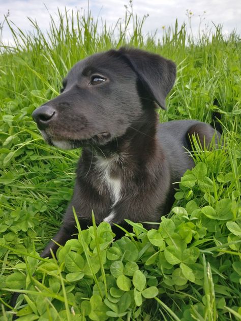 borador puppy - 10weeks Borador Dog Pictures, Beagador Puppy, Borador Dogs, Borador Puppy, Puppy Mix, Labrador Puppies, German Shorthaired Pointer Dog, Cute Dogs Images, Pointer Dog