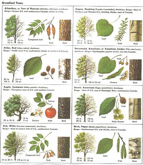 How Can Leaves Identify A Tree - An amazing guide to leaf identification for young children. Tree Identification Chart For Kids, Bark Identification, Tree Identification Chart, Leaf Identification Chart, Identify Trees, Tree Leaf Identification, Identifying Trees, Leaf Identification, Types Of Trees