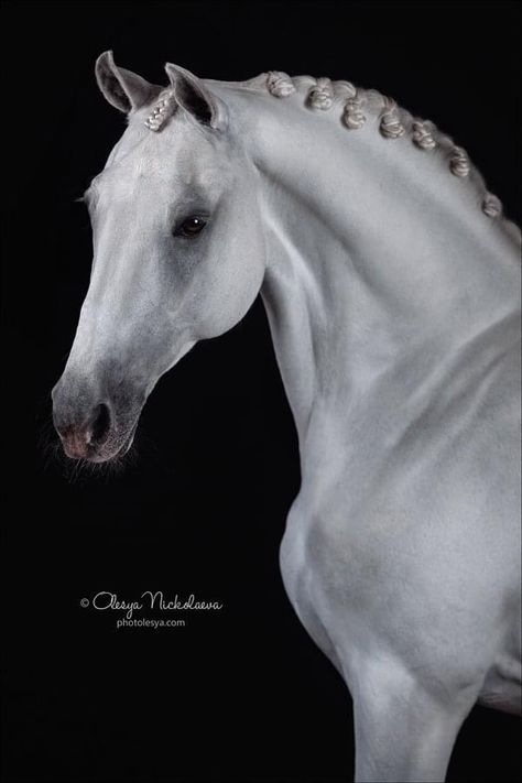 Horse Poses Reference, Horse Head Photography, Orlov Trotter, Head Photography, Spirit Horse Movie, Equine Photography Poses, Horse Poses, Unusual Horse, Hyperrealism Paintings