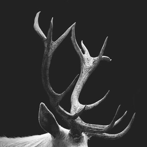 Stag Aesthetic Dark, White Raven Aesthetic, Deer Aesthetic Dark, Shapeshifting Aesthetic, Stag Aesthetic, Horn Aesthetic, Shapeshifter Aesthetic, Elf Warrior, Deer Horns