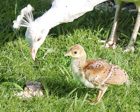 Peafowl Enclosure, Peacock Habitat, Raising Peafowl, Raising Peacocks, Peacock Coop, Peacock Pen, Peacock House, Female Peacock, Lifestyle Block