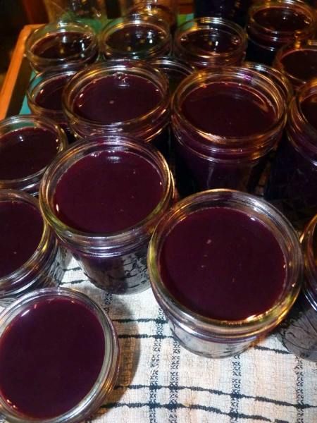 Elderberry Syrup with Ginger, Cinnamon, and Clove: A Powerful Medicine to Keep Sickness Away – The Druid's Garden Witches Apothecary, Elderberry Plant, Elderberry Syrup Recipe, Elderberry Juice, Elderberry Recipes, Canning Peaches, Elderberry Gummies, Honey Benefits, Homemade Syrup