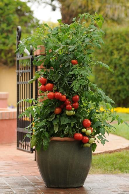 Tomato Container Gardening, Grow Tomatoes Indoors, Growing Tomatoes In Pots, Tomatoes In Pots, Growing Tomatoes Indoors, Growing Organic Tomatoes, Tomatoes In Containers, Growing Tomato Plants, How To Grow Tomatoes