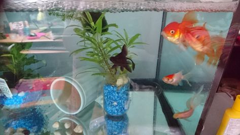 Goldfish Enrichment, Pet Goldfish, Fancy Goldfish, Goldfish Tank, Beneficial Bacteria, Rodents, Diy Toys, Goldfish, Fish Tank