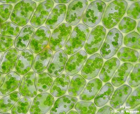 Green Biology Aesthetic, Micro Biology, Plant Cells, Microscopic Photography, In The Pale Moonlight, Eden Park, Plant Cell, Cell Biology, Plant Science