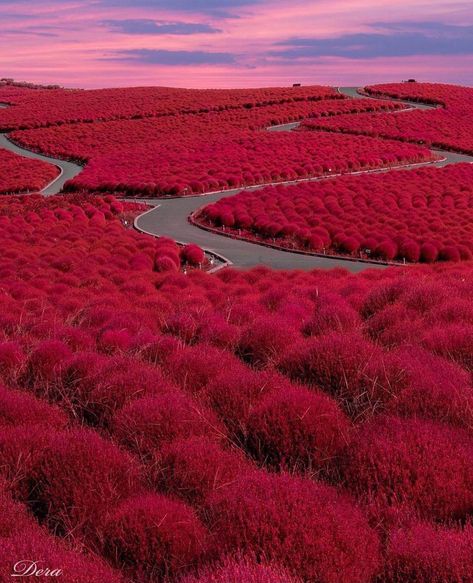 Traveling Quotes Adventure Inspirational, Hitachi Seaside Park, Best Travel Insurance, Seaside Park, Ibaraki, Travel Quotes Adventure, Travel Quotes Inspirational, Japan Tokyo, Destination Voyage