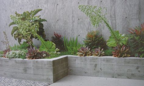 Board formed concrete wall.  Driveway??? Board Formed Concrete, Architectural Plants, Concrete Retaining Walls, Low Maintenance Garden, Concrete Planters, Modern Landscaping, Concrete Wall, Backyard Design, Modern Garden