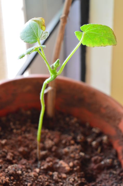 Growing Okra plant/Bhindi plant from seeds in a pot with english subtitles. (Time lapse). https://www.youtube.com/watch?v=WNX21URwQxc&t=8s Growing Okra, Okra Plant, Half Windsor, Okra Seeds, Plant In Pot, Okra, Time Lapse, Planting Seeds, Windsor