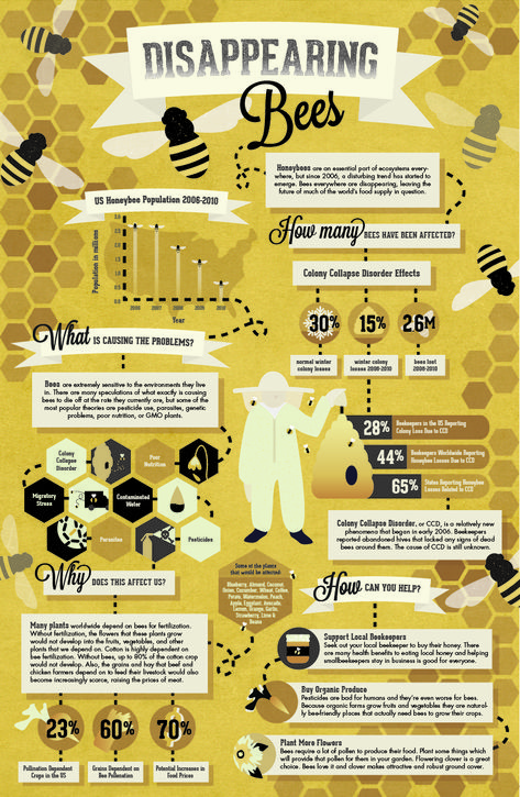 Nature Infographic Design, Bees Infographic, Zoo Typography, Bee Infographic, Photoshop Illustration Tutorial, Honey Bee Facts, Scientific Poster, Infographic Inspiration, Graphic Design Infographic