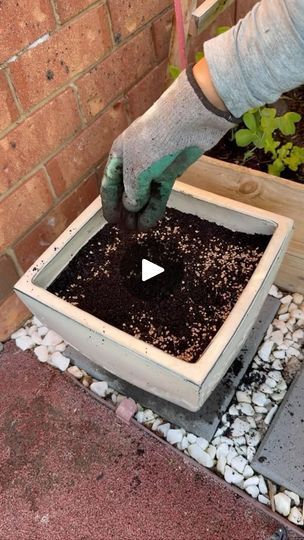 31K views · 1.5K reactions | How to grow Coriander/ Cilantro from seeds in pot🍀🌿 #gardening #garden #gardeningtips #gardenlife #tips #plant #plants #planting #gardenlovers #greenary #gardenlove #greenliving #plantlover #backyardgarden | Seed to Flower | seedtoflower_net · Original audio How To Grow Coriander, Coriander Plant, Growing Coriander, Cilantro Plant, Pot Gardening, Coriander Seeds, Garden Lovers, Planting Herbs, Herb Garden