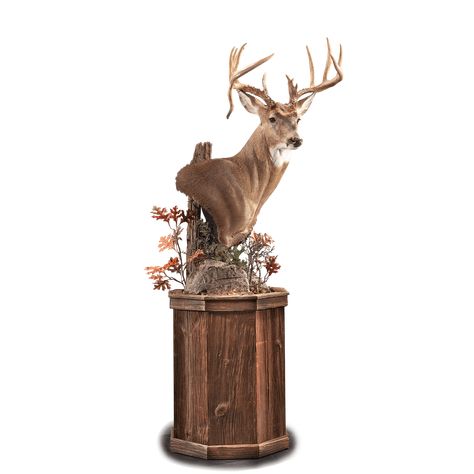 This upright Whitetail pedestal is accentuated with woodland scenery. Pedestal Mounts Taxidermy, Whitetail Pedestal Mount, Deer Mount Pedestal, Deer Pedestal, Pedestal Ideas, Deer Shoulder Mount, Deer Mount Decor, Deer Mount Ideas, Turkey Mounts