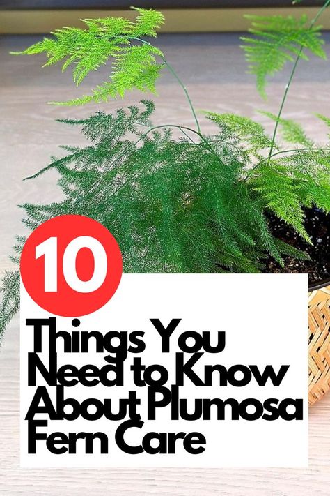 Discover the key to nurturing thriving Plumosa Fern plants with expert advice and techniques. From watering guidelines to ideal humidity levels, we've got you covered!  Dive into the world of Plumosa Fern care and create a lush green oasis in your home. Don't miss out on these valuable insights - become a pro in Plumosa Fern care today! IG Photo by: newearth.creator Plumosus Fern, Plumosa Fern, Fern Plants, Maidenhair Fern Care, Fern Care, Types Of Fern Plants, Asparagus Fern Care, Japanese Boxwood, Maidenhair Fern